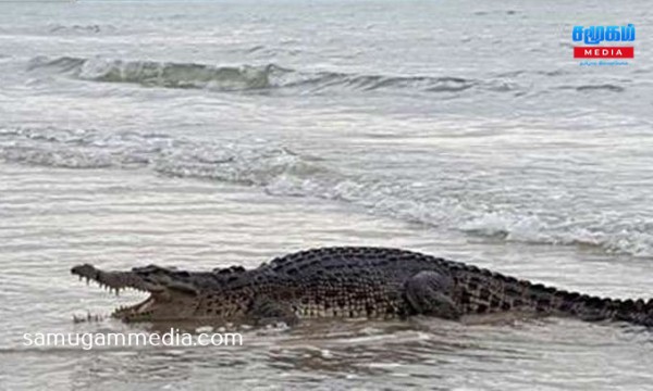 தெஹிவளை கடற்கரைக்கு செல்வோருக்கு எச்சரிக்கை...! மீண்டும் முதலை! samugammedia 